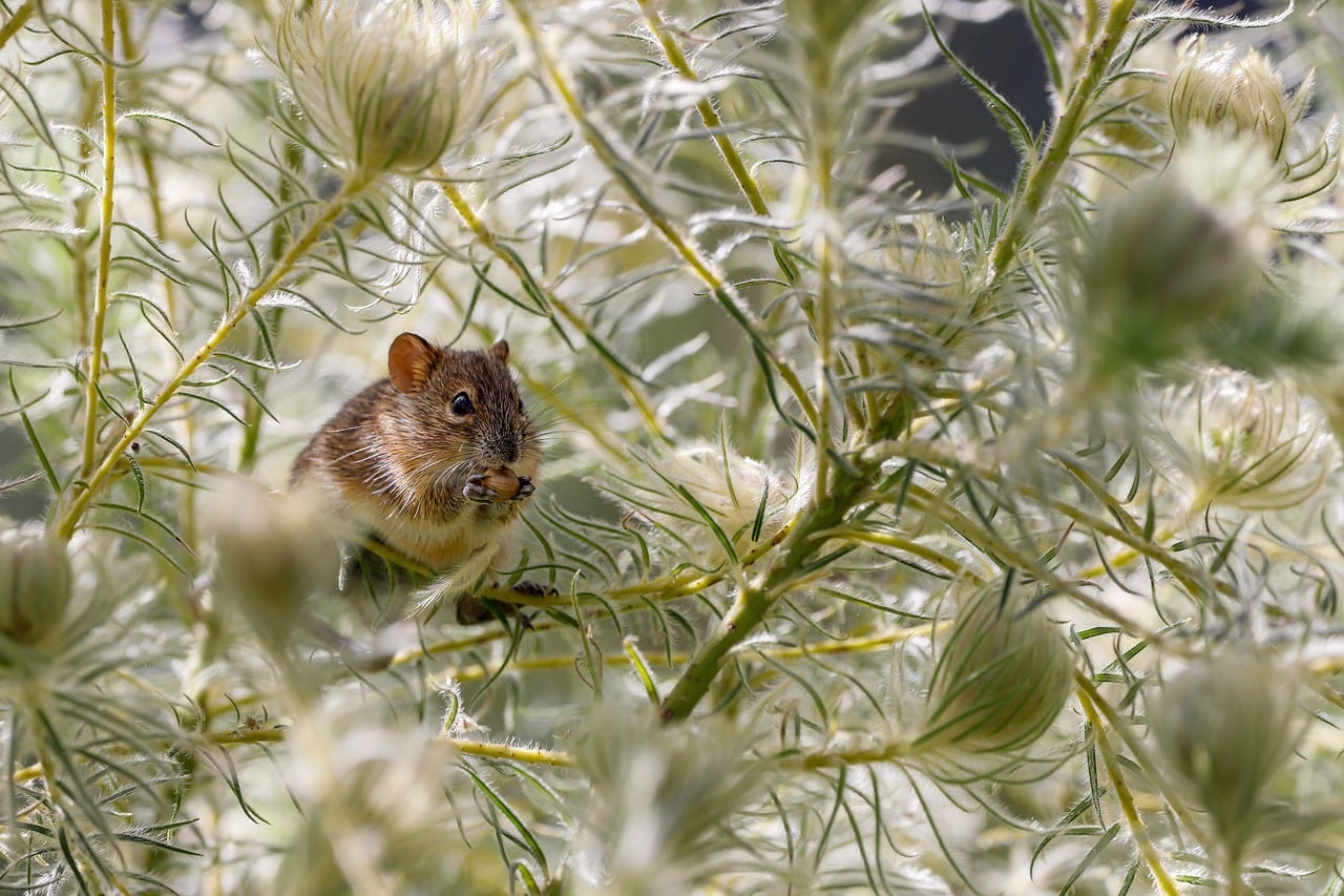 Mus eller rotte i naturen